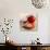 Tomatoes-Mark Sykes-Photographic Print displayed on a wall