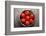 Tomatoes-Bozena_Fulawka-Framed Photographic Print