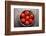 Tomatoes-Bozena_Fulawka-Framed Photographic Print