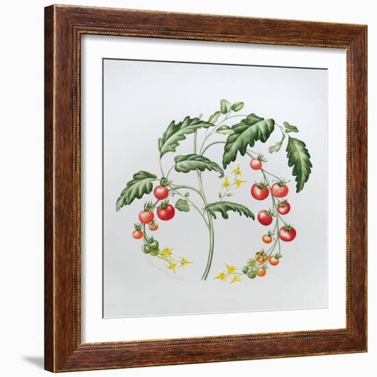 Tomatoes-Sally Crosthwaite-Framed Giclee Print