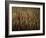 Tomb of Ptah Hotep, Sakkarra, Saqqara, New Kingdom, Egypt-Kenneth Garrett-Framed Photographic Print