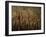 Tomb of Ptah Hotep, Sakkarra, Saqqara, New Kingdom, Egypt-Kenneth Garrett-Framed Photographic Print