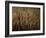 Tomb of Ptah Hotep, Sakkarra, Saqqara, New Kingdom, Egypt-Kenneth Garrett-Framed Photographic Print