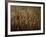 Tomb of Ptah Hotep, Sakkarra, Saqqara, New Kingdom, Egypt-Kenneth Garrett-Framed Photographic Print