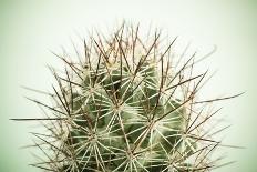 Close up of Cactus-tomgigabite-Photographic Print