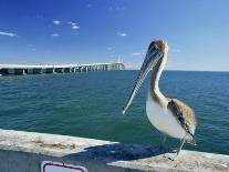 Brown Pelican in Front of the Sunshine Skyway Bridge at Tampa Bay, Florida, USA-Tomlinson Ruth-Photographic Print