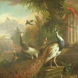 Peacock and Peahen with a Red Cardinal in a Classical Landscape-Tommaso Masaccio-Giclee Print