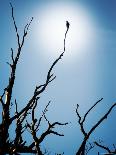 Bird Perched on Branches Reaching to the Sky-Tommy Martin-Photographic Print