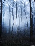 Moss Covered Stone Wall and Trees in Dense Fog-Tommy Martin-Photographic Print