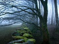Moss Covered Stone Wall and Trees in Dense Fog-Tommy Martin-Laminated Photographic Print