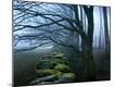 Premium Photographic Print