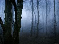 Moss Covered Stone Wall and Trees in Dense Fog-Tommy Martin-Mounted Photographic Print