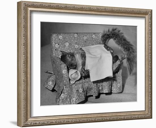 Tommy Tucker the Squirrel Sleeping on a Tiny Couch-Nina Leen-Framed Photographic Print