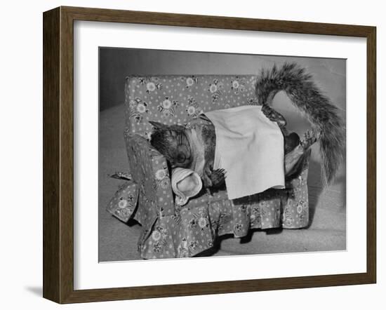 Tommy Tucker the Squirrel Sleeping on a Tiny Couch-Nina Leen-Framed Photographic Print