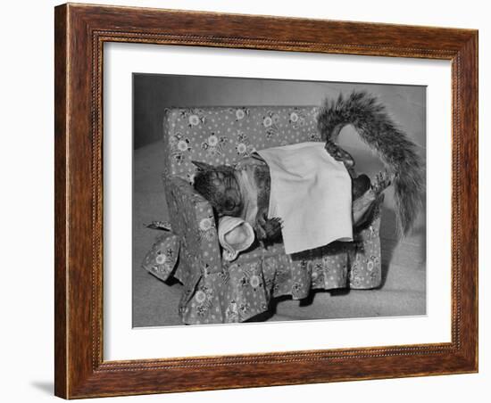 Tommy Tucker the Squirrel Sleeping on a Tiny Couch-Nina Leen-Framed Photographic Print