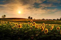 A View of a Sunflower Field in Kansas.-TommyBrison-Photographic Print