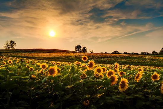 Photographic Print, , large