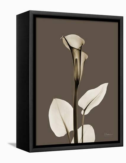 Tonal Calla Lily-Albert Koetsier-Framed Stretched Canvas