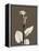 Tonal Calla Lily-Albert Koetsier-Framed Stretched Canvas