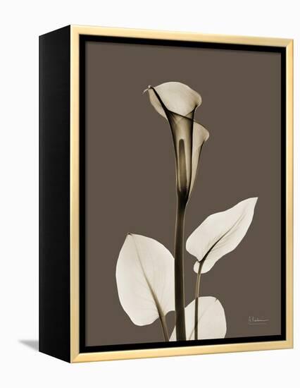 Tonal Calla Lily-Albert Koetsier-Framed Stretched Canvas