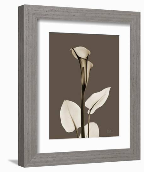 Tonal Calla Lily-Albert Koetsier-Framed Art Print