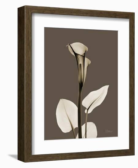 Tonal Calla Lily-Albert Koetsier-Framed Art Print