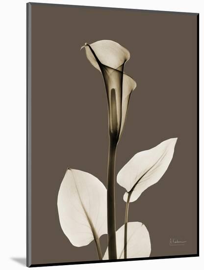 Tonal Calla Lily-Albert Koetsier-Mounted Art Print