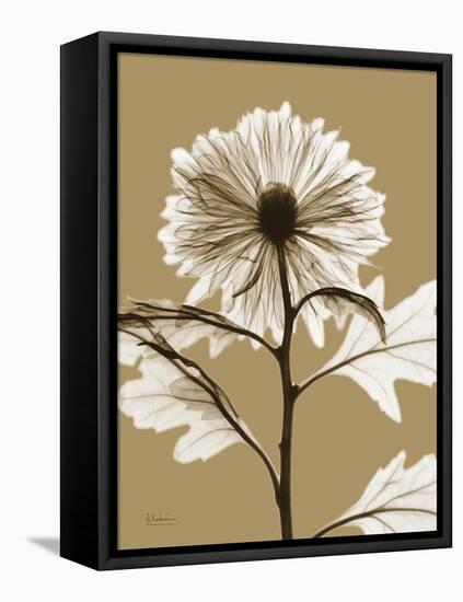Tonal Chrysanthemum-Albert Koetsier-Framed Stretched Canvas