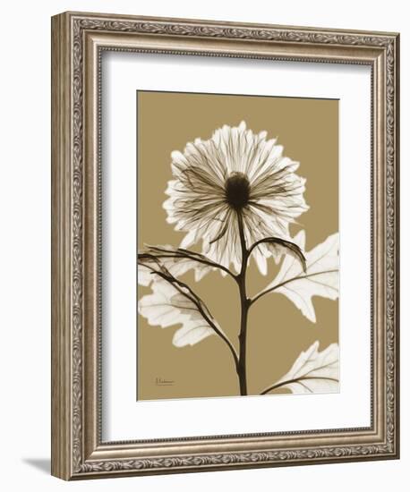 Tonal Chrysanthemum-Albert Koetsier-Framed Art Print