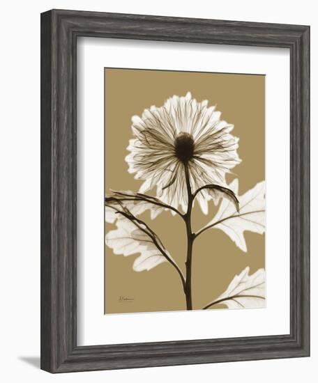 Tonal Chrysanthemum-Albert Koetsier-Framed Art Print