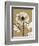 Tonal Chrysanthemum-Albert Koetsier-Framed Art Print