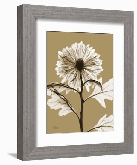 Tonal Chrysanthemum-Albert Koetsier-Framed Art Print