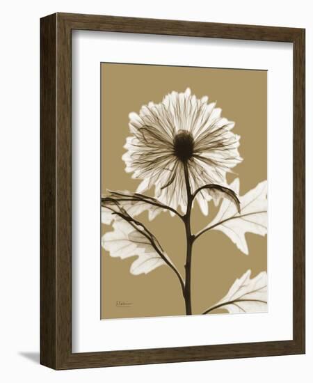 Tonal Chrysanthemum-Albert Koetsier-Framed Art Print