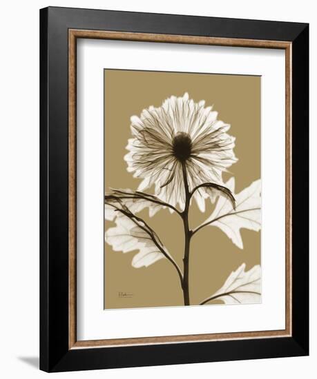 Tonal Chrysanthemum-Albert Koetsier-Framed Art Print