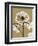 Tonal Chrysanthemum-Albert Koetsier-Framed Art Print