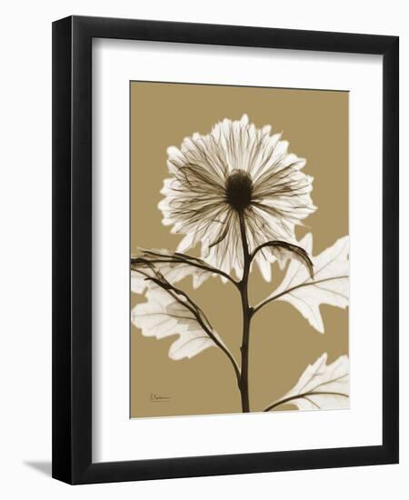 Tonal Chrysanthemum-Albert Koetsier-Framed Art Print