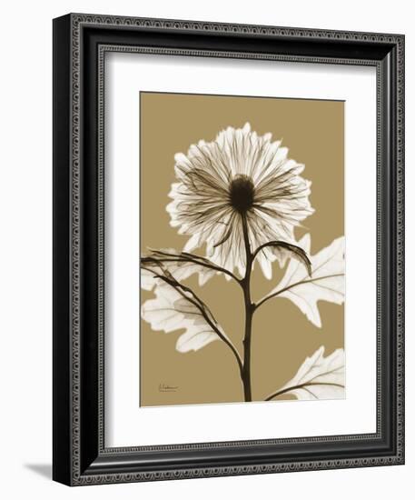 Tonal Chrysanthemum-Albert Koetsier-Framed Art Print