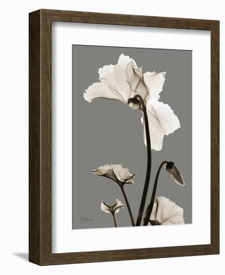 Tonal Cyclamen-Albert Koetsier-Framed Art Print