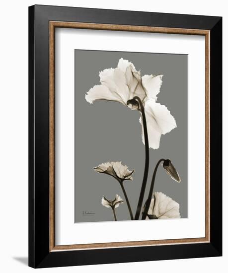 Tonal Cyclamen-Albert Koetsier-Framed Art Print