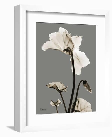 Tonal Cyclamen-Albert Koetsier-Framed Art Print