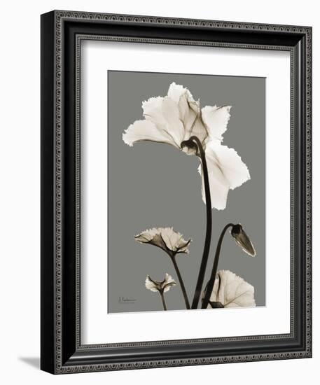 Tonal Cyclamen-Albert Koetsier-Framed Art Print