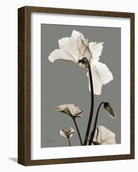 Tonal Cyclamen-Albert Koetsier-Framed Art Print