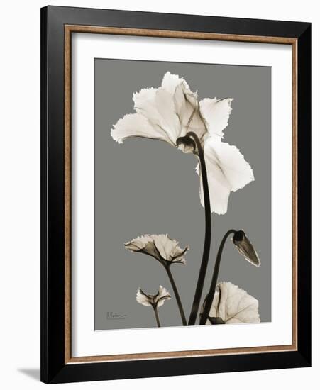 Tonal Cyclamen-Albert Koetsier-Framed Art Print