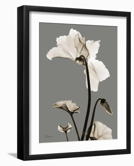 Tonal Cyclamen-Albert Koetsier-Framed Art Print