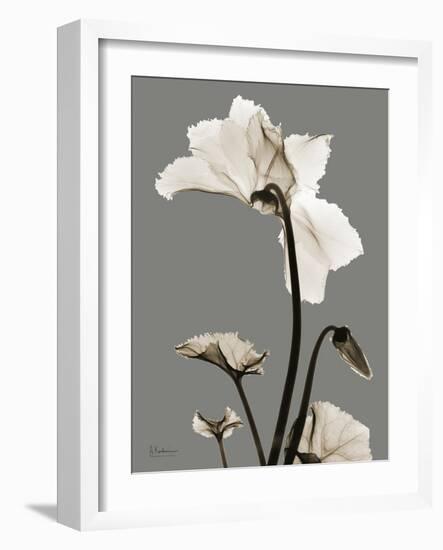 Tonal Cyclamen-Albert Koetsier-Framed Art Print