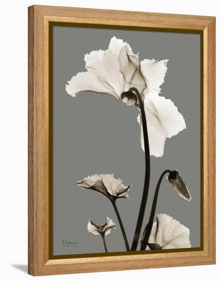 Tonal Cyclamen-Albert Koetsier-Framed Stretched Canvas