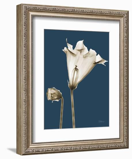 Tonal Gloxinia on Navy-Albert Koetsier-Framed Art Print