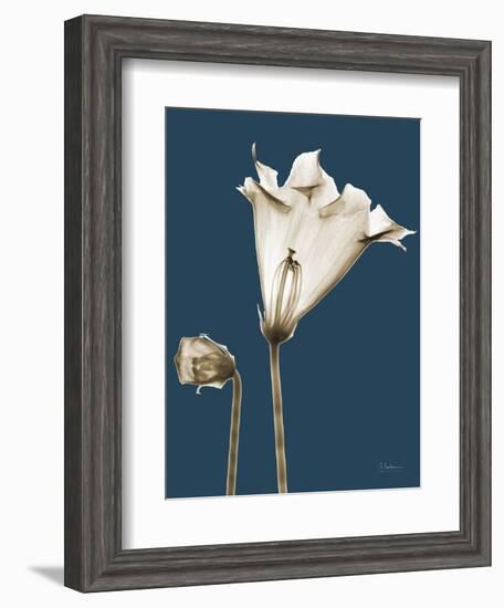 Tonal Gloxinia on Navy-Albert Koetsier-Framed Art Print