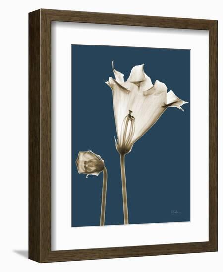 Tonal Gloxinia on Navy-Albert Koetsier-Framed Art Print