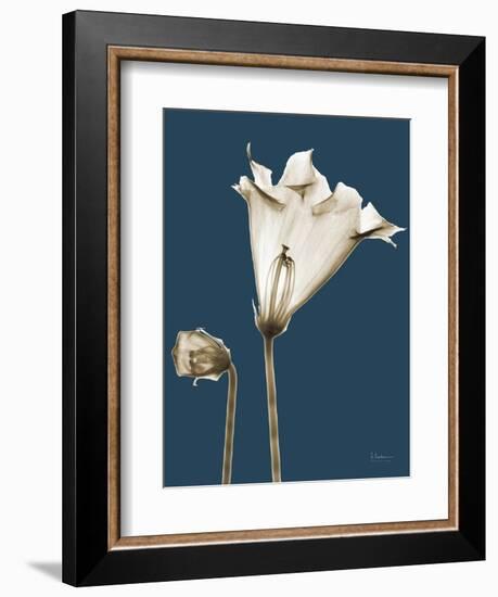 Tonal Gloxinia on Navy-Albert Koetsier-Framed Art Print